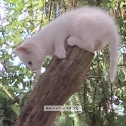 Foto 1/1 Georgette Chat perdido en Ballon saint mars