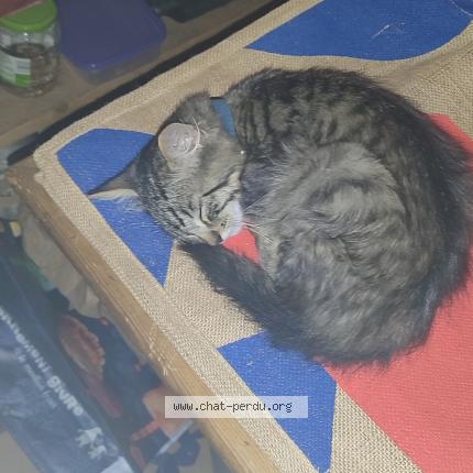 Foto 1/1 Ziggy Chat perdido en Etauliers