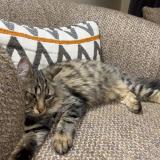 Foto del gato perdido en Poisy