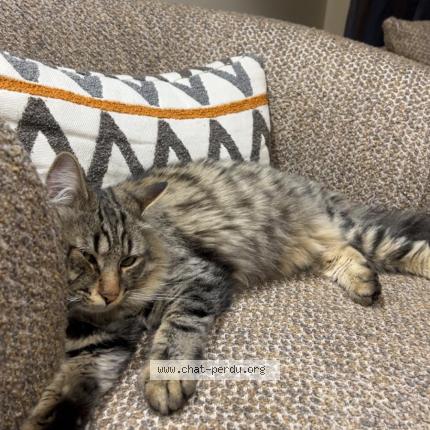 Foto 1/1 Grisou Chat perdido en Poisy