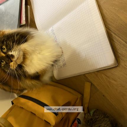 Foto 1/1 Sonate Chat perdido en Meudon