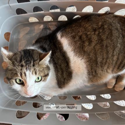 Foto 1/1 KOOKIE Chat perdido en Septemes les vallons