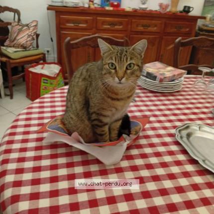 Foto 1/1 Romy Chat perdido en St quentin