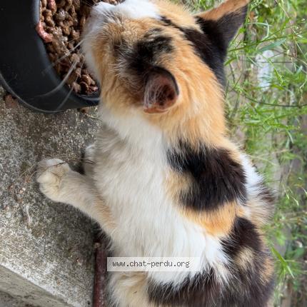 Foto 1/1 Gato encontrado Encontrado en Onville