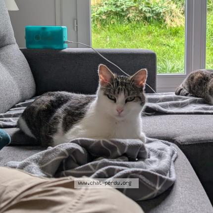 Foto 1/1 Luigi Chat perdido en Othis