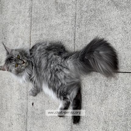 Foto 1/1 Tina Chat perdido en Luce