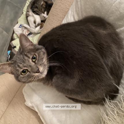 Foto 1/1 Praline Chat perdido en Issoire