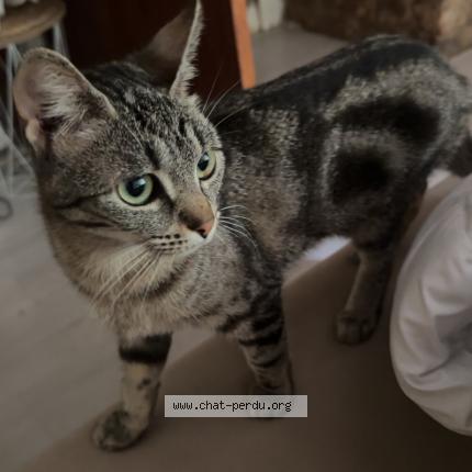 Foto 1/1 Mystic Chat perdido en Lavans les saint claude