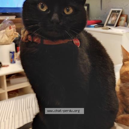 Foto 1/1 Lucky Chat perdido en Aubiet