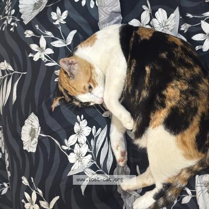 Foto 1/1 Duggu Chat perdido en New delhi