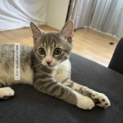 Foto 1/1 Mouggy Chat perdido en Orleans