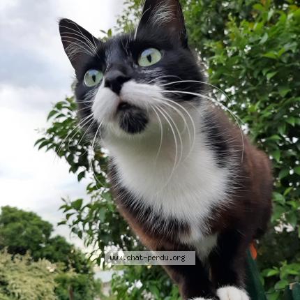 Foto 1/2 SYLLAB Chat perdido en Gaillac