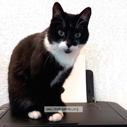 Foto 2/2 SYLLAB Chat perdido en Gaillac