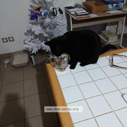 Foto 1/1 Stellakelly Chat perdido en Bouc bel air