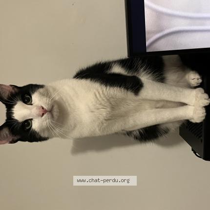 Foto 1/1 NATSU Chat perdido en Epinay sous senart