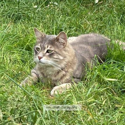 Foto 1/1 Nesta Chat perdido en Engenville