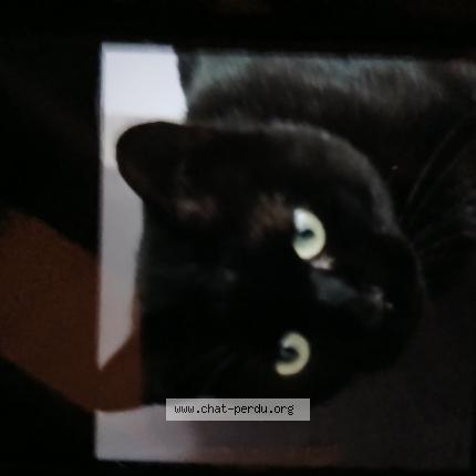 Foto 1/1 Salem Chat perdido en Etrechy