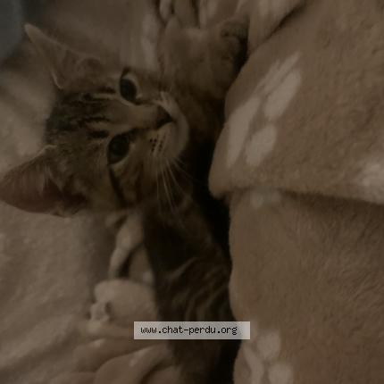 Foto 1/1 Gato encontrado Perdido en Elancourt