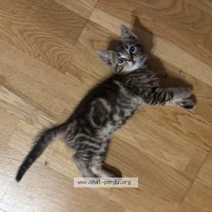 Foto 1/1 Bibi Chat perdido en Elancourt