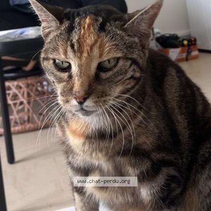 Foto 1/1 Gato encontrado Encontrado en Tours