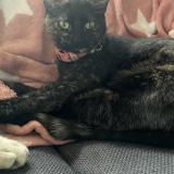 Foto del gato perdido en Bergerac