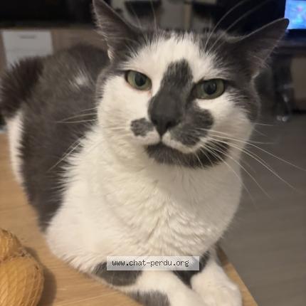 Foto 1/1 Obbie Chat perdido en Cornebarrieu