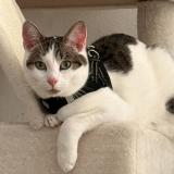 Foto del gato perdido en Saint Avold