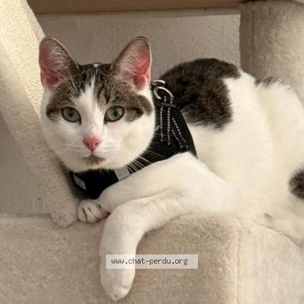 Foto 1/1 Arès Chat perdido en Saint avold