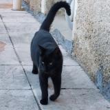 Foto del gato perdido en Domevre En Haye