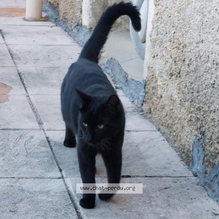 Foto 1/1 Ozzy Chat perdido en Domevre en haye