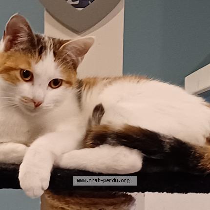 Foto 1/1 Violette Chat perdido en Vieilley