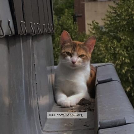 Foto 1/1 Diam’s Chat perdido en Amiens