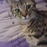 Foto del gato perdido en Loireauxence Belligne