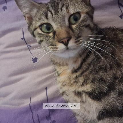 Foto 1/1 Chipi Chat perdido en Loireauxence belligne