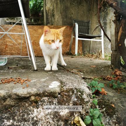 Foto 1/1 Gato encontrado Encontrado en Saint etienne