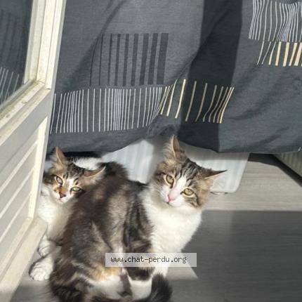 Foto 1/1 Calypso Chat perdido en Uchaud