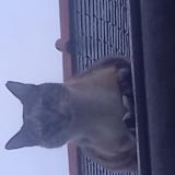 Foto del gato perdido en Plumelec