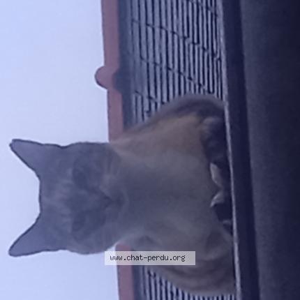 Foto 1/1 Katania Chat perdido en Plumelec