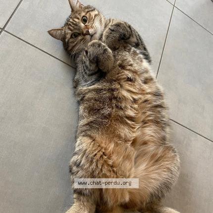 Foto 1/1 Tigrou Chat perdido en Praast