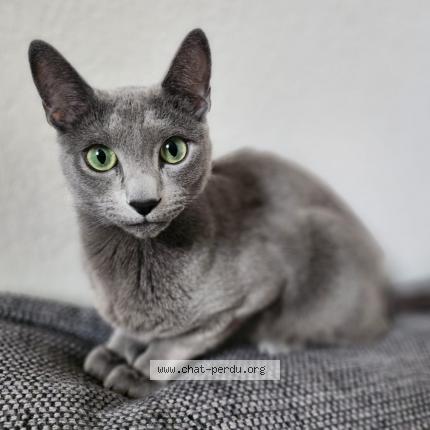 Foto 1/1 Thal Chat perdido en Maxilly sur leman