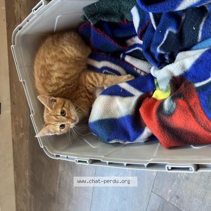 Foto 1/1 Aria Chat perdido en Landerneau