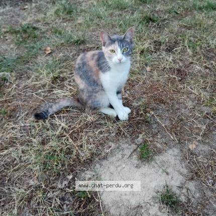 Foto 1/1 OLIANKA Chat perdido en Villematier