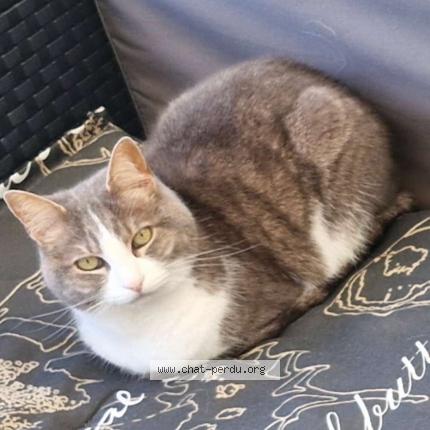 Foto 1/1 Perle Chat perdido en Aire sur la lys