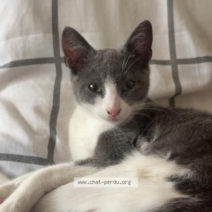 Foto 1/1 Alma Chat perdido en Nice