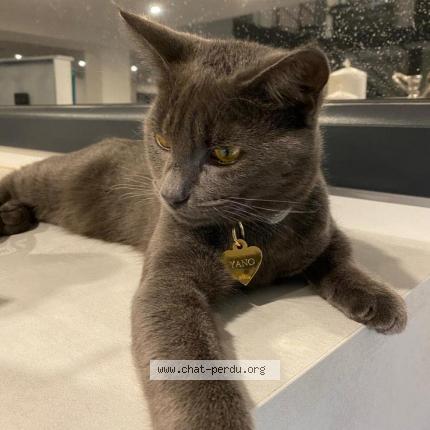 Foto 1/1 Yano Chat perdido en Chenove