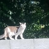 Foto del gato perdido en Verines