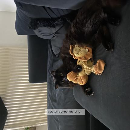 Foto 1/1 Kekette Chat perdido en Nancy