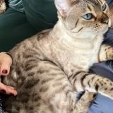 Foto del gato perdido en Avallon