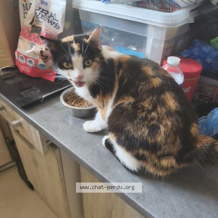 Foto 1/1 Clochette Chat perdido en Chailland