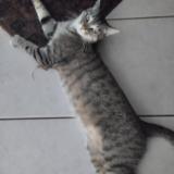 Foto del gato perdido en La Creche